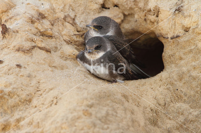 Bank Swallow (Riparia riparia)