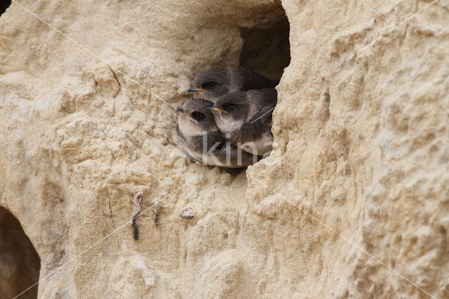 Bank Swallow (Riparia riparia)