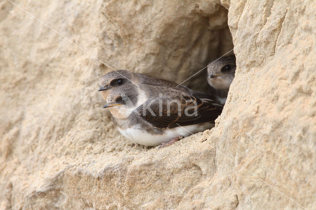 Bank Swallow (Riparia riparia)