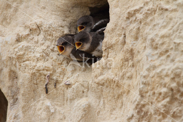 Bank Swallow (Riparia riparia)