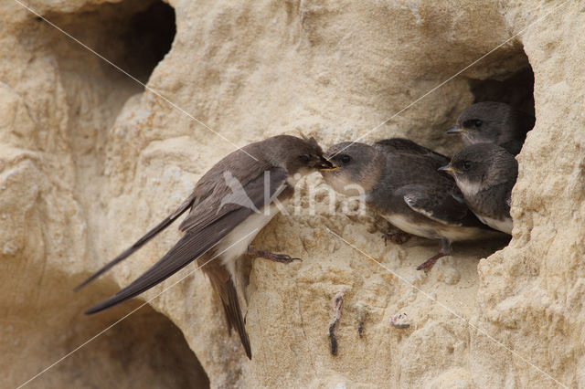 Bank Swallow (Riparia riparia)