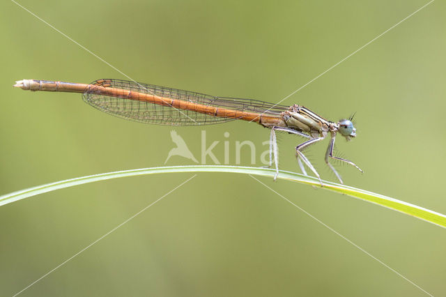 Oranje breedscheenjuffer (Platycnemis acutipennis)