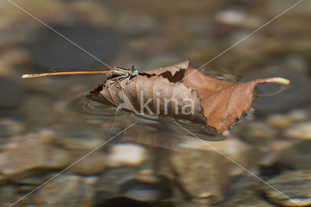 Oranje breedscheenjuffer (Platycnemis acutipennis)