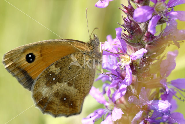 Oranje zandoogje (Pyronia tithonus)