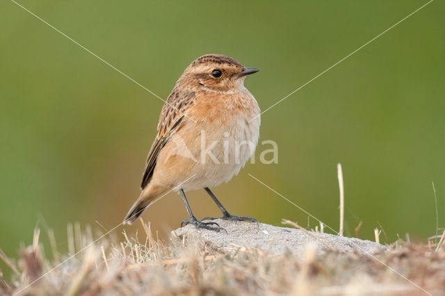 Whinchat (Saxicola rubetra)