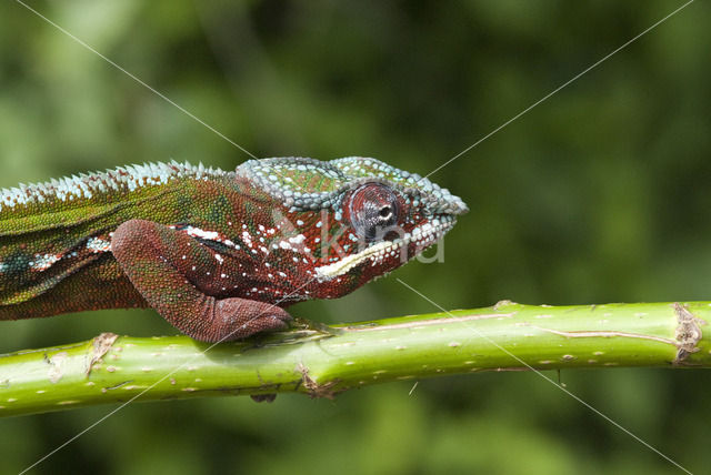 Panterkameleon (Furcifer pardalis)