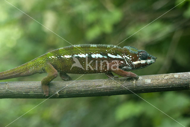 Panterkameleon (Furcifer pardalis)