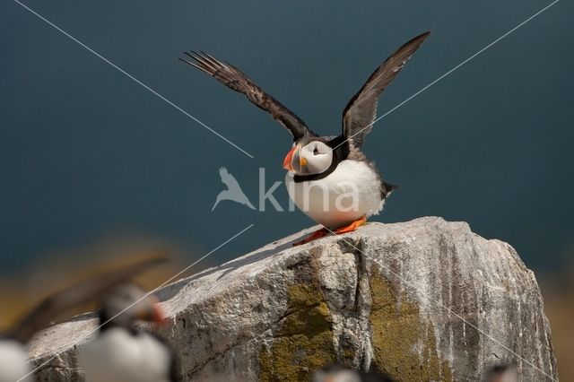 Atlantic Puffin (Fratercula arctica)