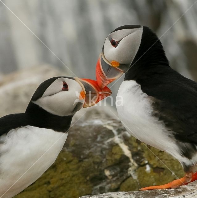 Atlantic Puffin (Fratercula arctica)