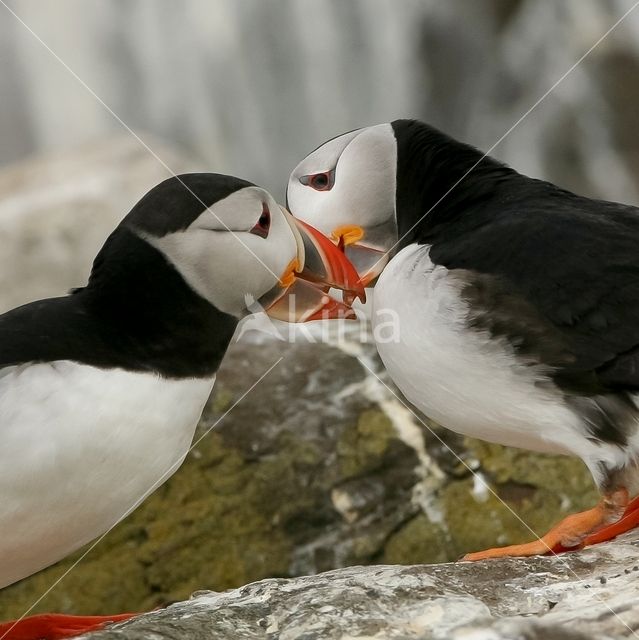 Atlantic Puffin (Fratercula arctica)