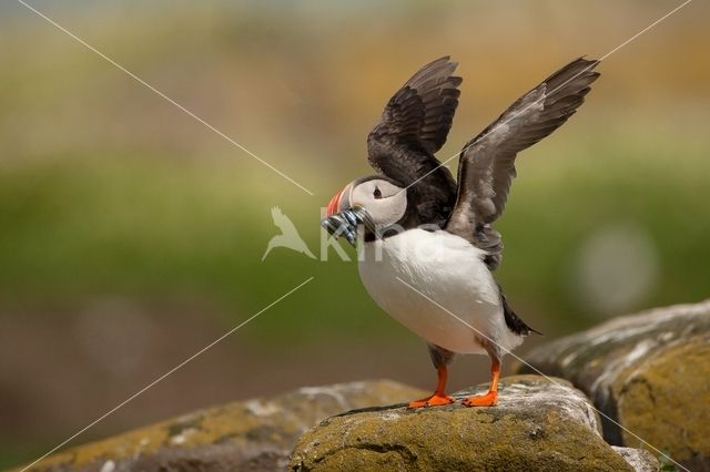 Atlantic Puffin (Fratercula arctica)