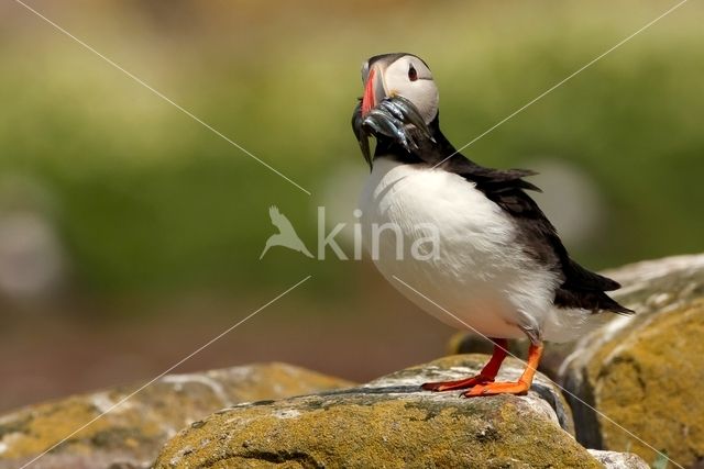 Atlantic Puffin (Fratercula arctica)