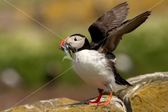 Atlantic Puffin (Fratercula arctica)