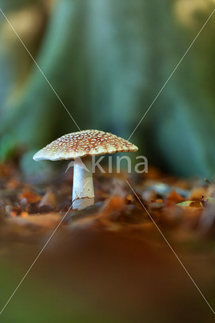 The Blusher (Amanita rubescens)