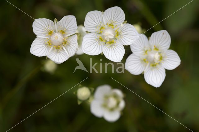 Northern Grass-of-parnassus (Parnassia palustris)