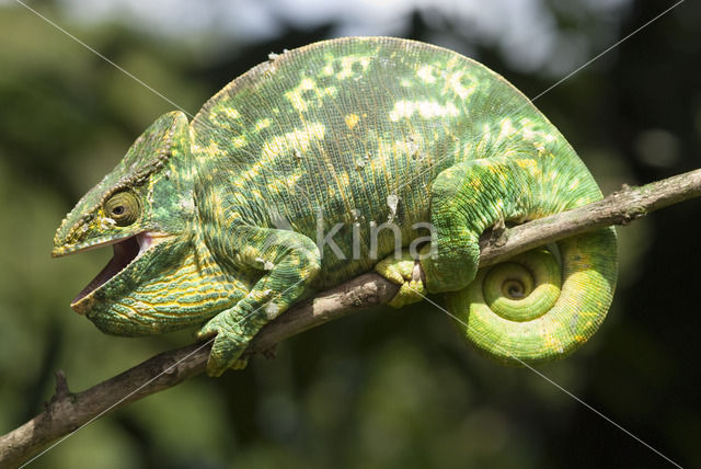 Parsons kameleon (Calumma parsonii)