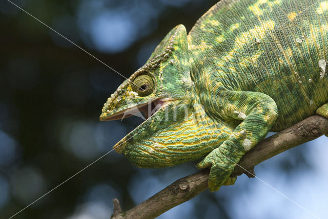 Calumma parsonii