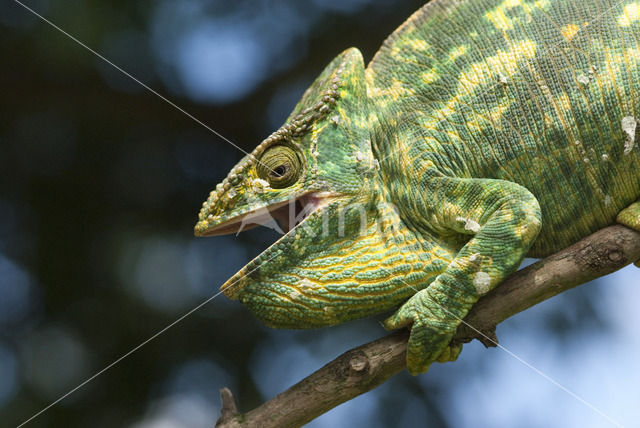 Parsons kameleon (Calumma parsonii)