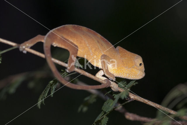 Parsons kameleon (Calumma parsonii)