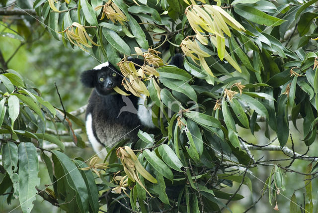 Parsons kameleon (Calumma parsonii)