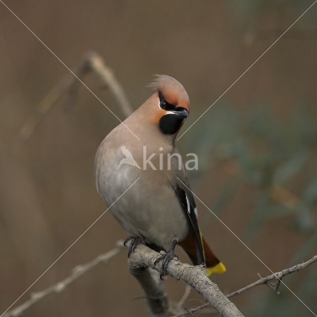 Pestvogel (Bombycilla garrulus)