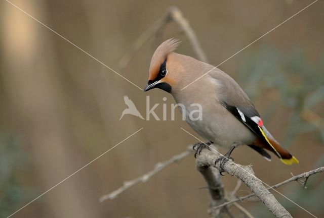 Pestvogel (Bombycilla garrulus)