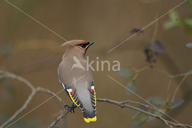 Bohemian Waxwing (Bombycilla garrulus)