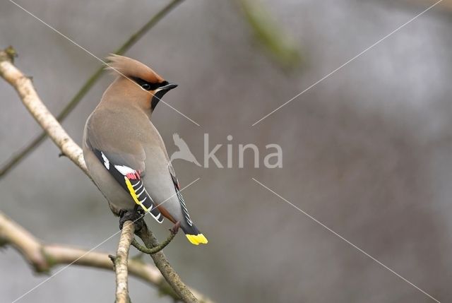 Pestvogel (Bombycilla garrulus)