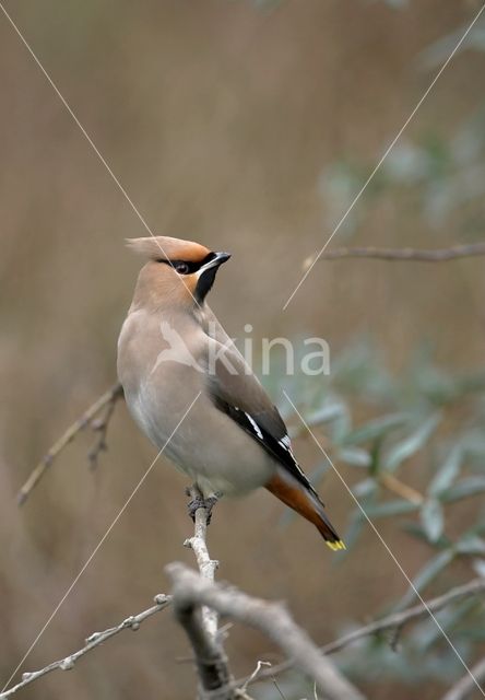 Pestvogel (Bombycilla garrulus)