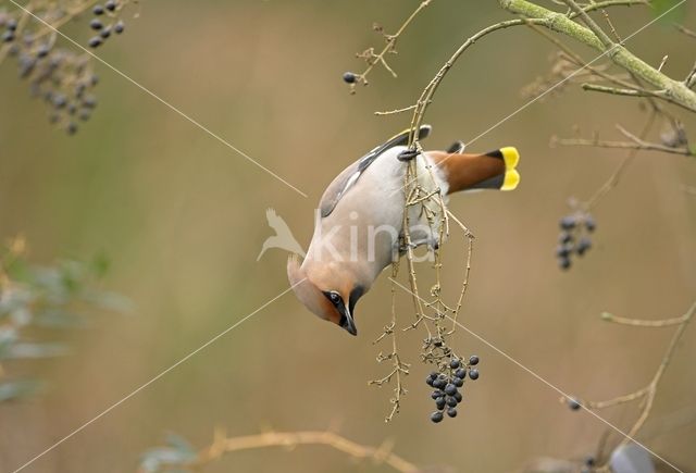 Bohemian Waxwing (Bombycilla garrulus)