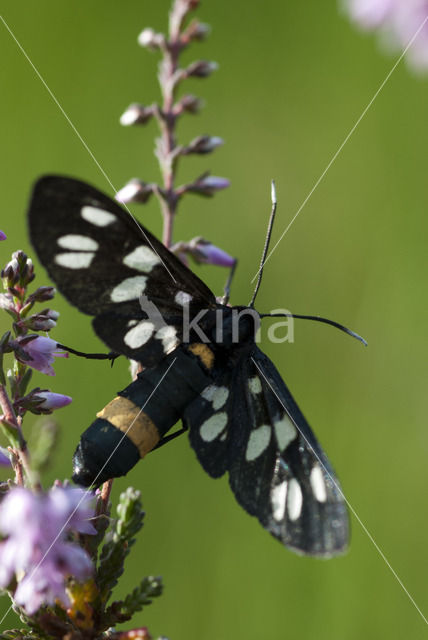 Phegeavlinder (Amata phegea)