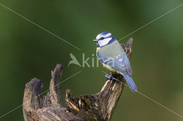 Blue Tit (Parus caeruleus)