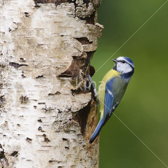 Pimpelmees (Parus caeruleus)