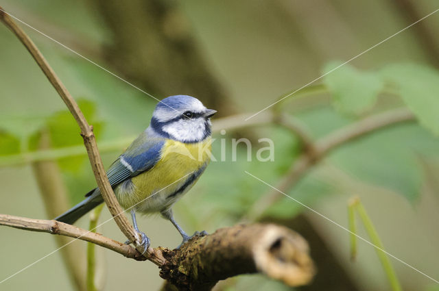 Blue Tit (Parus caeruleus)