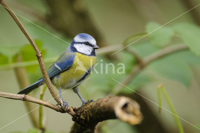 Blue Tit (Parus caeruleus)