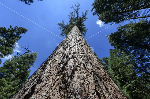 tall lodgepole pine (Pinus contorta var latifolia)