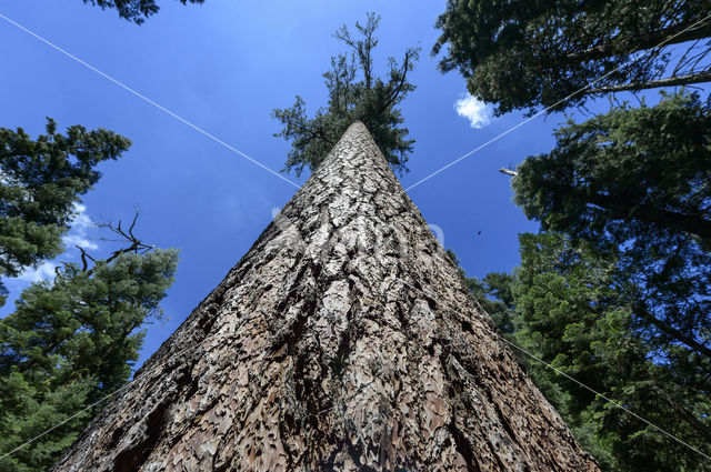 Pinus contorta var latifolia