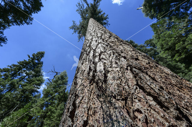 tall lodgepole pine (Pinus contorta var latifolia)