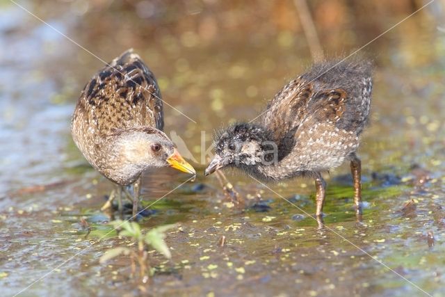 Spotted Crake (Porzana porzana)