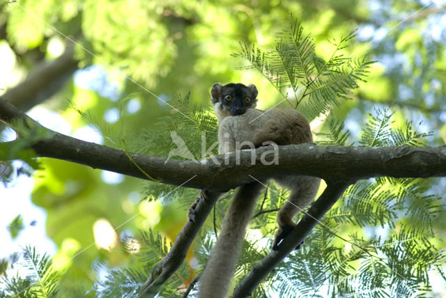 Coquerel's shifaka (Propithecus verreauxi coquereli)