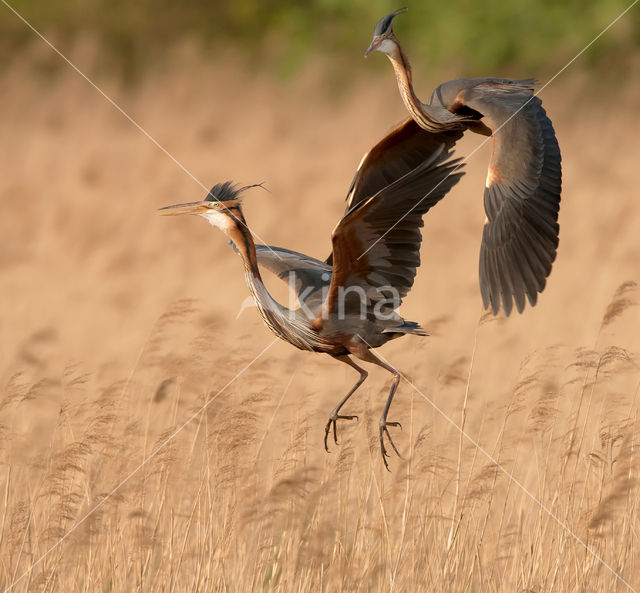 Purple Heron (Ardea purpurea)