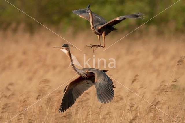 Purperreiger (Ardea purpurea)