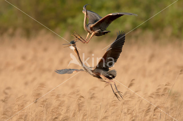 Purperreiger (Ardea purpurea)