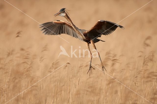 Purple Heron (Ardea purpurea)