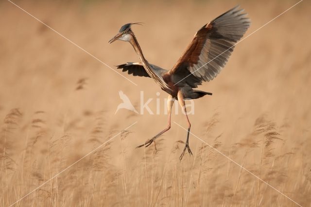 Purple Heron (Ardea purpurea)