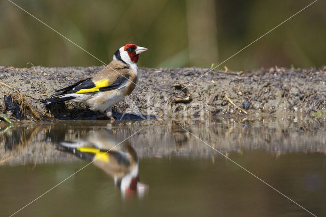 European Goldfinch (Carduelis carduelis)