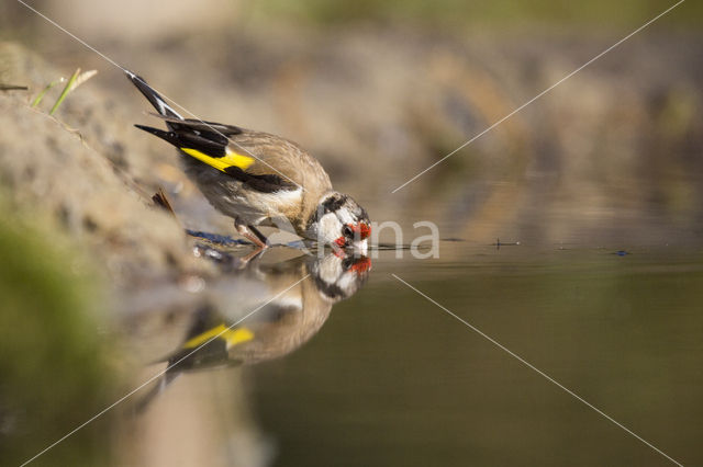 European Goldfinch (Carduelis carduelis)