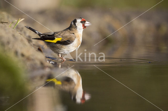 European Goldfinch (Carduelis carduelis)