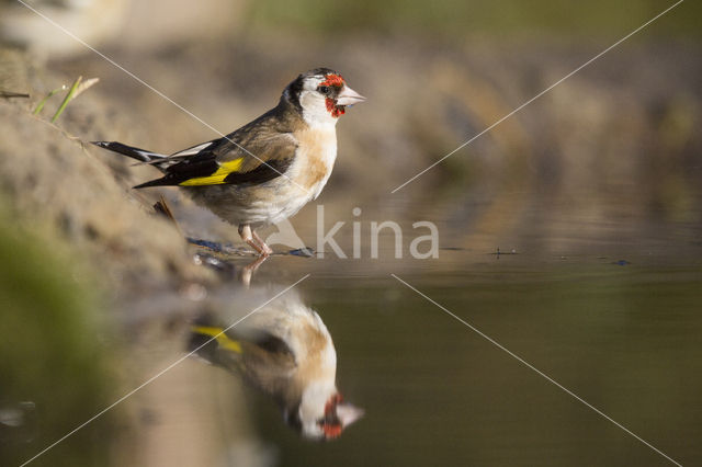 European Goldfinch (Carduelis carduelis)