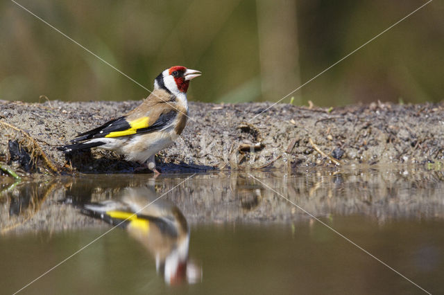 European Goldfinch (Carduelis carduelis)